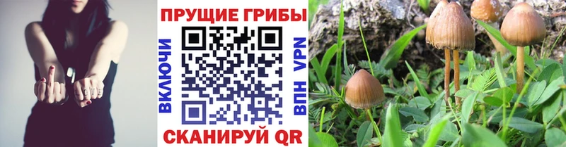 Псилоцибиновые грибы Psilocybe  наркота  Ивантеевка 